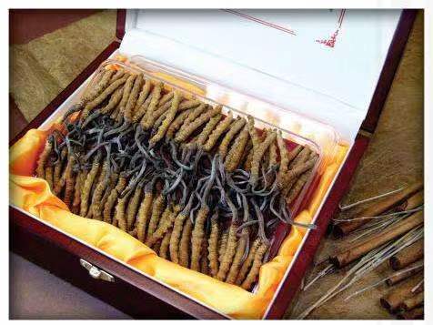 武侯冬虫夏草回收